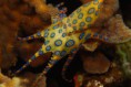 /album/resim-galerisi/blue-ringed-octopus-597x400-1-jpg/
